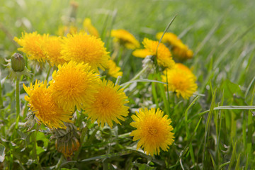 Close up flowers yellow dandelions.