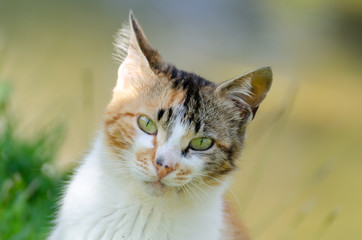 Stray cat looking at the camera.