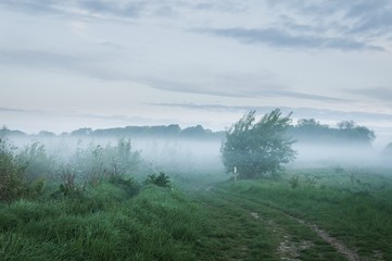 A tree appearing the mist early in the morning in the English countryside