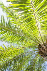 Fototapeta na wymiar palms at beuatiful shiny blue sky background