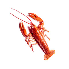 Hummer seafood Meer Essen Fisch