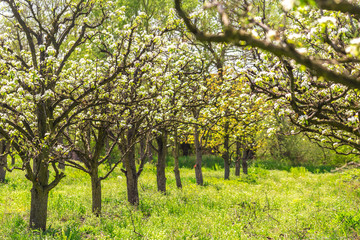 Fototapeta na wymiar apple garden with blossoming trees