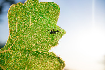 Ant on a green leaf