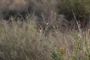 bee-eater, Meropidae resting in a bush and in flight above a garden in cyprus.
