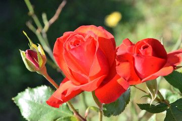 deep-red roses in English rose garden / 英国式庭園の真紅のローズ - 夏の陽ざし(クローズアップ, つぼみ付き)	