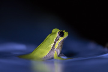 european green tree frog, Hyla arborea, resting by day, croaking by night in the wild in a cyprus garden.
