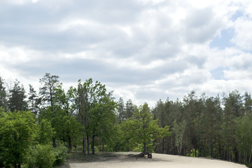 Forest landscape with beautiful cloudy sky.