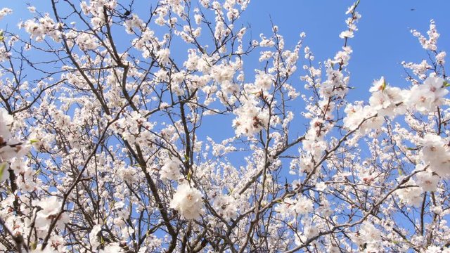 A wide angle looking up shot of a flowering apricot tree covered with fresh white flowers. Fruit tree blossom.