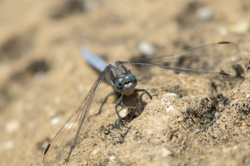 Mediterranean dragonfly perched and resting within a garden on cyprus in may. 