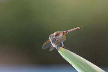 Mediterranean dragonfly perched and resting within a garden on cyprus in may. 