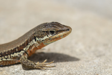 Troodos Lizard, Phoenicolacerta troodica, resting on the ground and on a branch in a garden on cyprus during may.