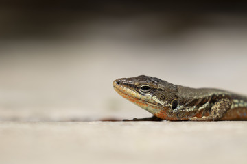 Troodos Lizard, Phoenicolacerta troodica, resting on the ground and on a branch in a garden on cyprus during may.