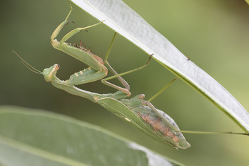 giant African mantis, Sphodromantis viridis in the wild amongst a bush in a garden in cyprus during may.