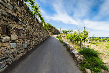 Rural road between vineyards in Wachau valley. Austria.