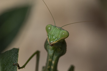 giant African mantis, Sphodromantis viridis in the wild amongst a bush in a garden in cyprus during may.