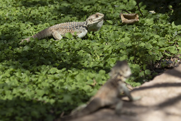 starred agama, Stellagama stellio within a cyprus garden standing alert and finding prey.