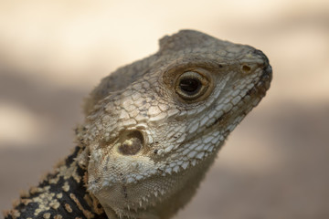 starred agama, Stellagama stellio within a cyprus garden standing alert and finding prey.