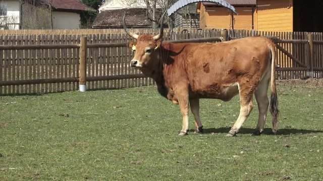 Brown bull (Bos primigenius taurus)