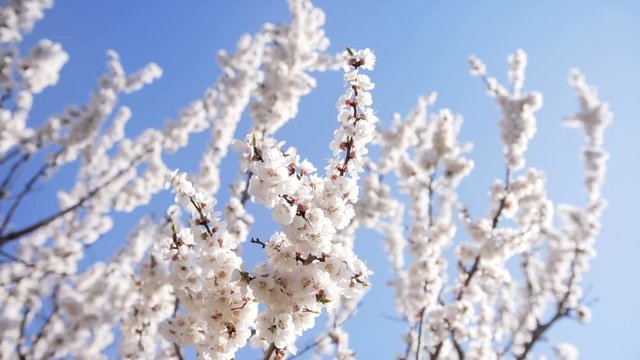 Apricot tree blossom