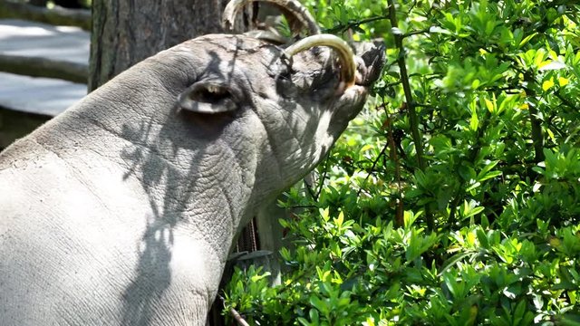 A Closeup of A Sulawesi Babirusa (Babyrousa Celebensis) Feeding