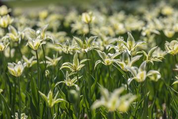 Tulip festival Ottawa Canada 2018.