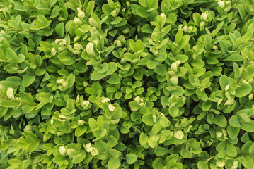 green plant texture