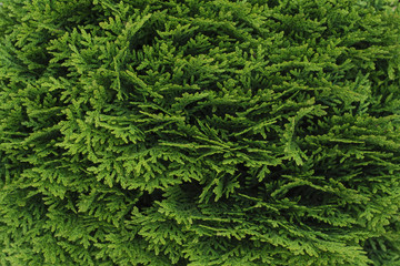 green plant texture