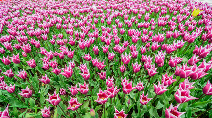 symmetrical cultivation of lilies and peace