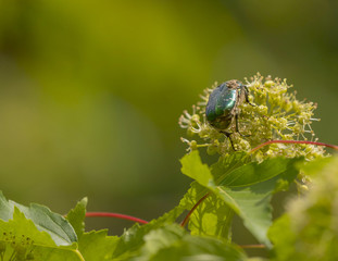 Scarabée en escalade