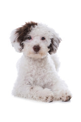 Liegender Pudelmischling isoliert auf weißem Grund