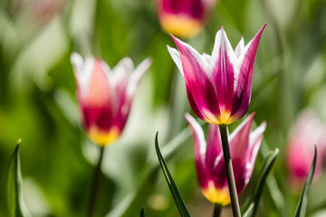 Obraz premium Tulip festival Ottawa Canada 2018.