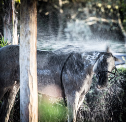 polo pony after polo in Sotogrande having a well deserved shower after playing polo
