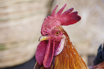 Portrait of beautiful rooster walking outdoor