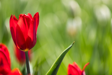 Tulip festival Ottawa Canada 2018.