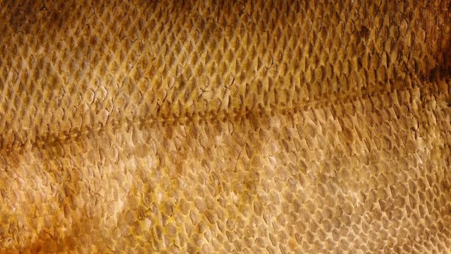 Salmon skin rotating in 4K. Closeup flatlay view of healthy fish food.
