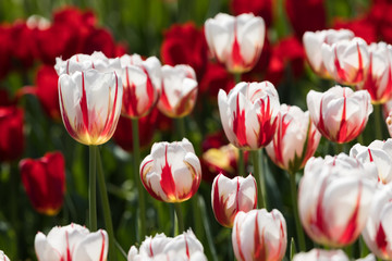 Tulip festival Ottawa Canada 2018.