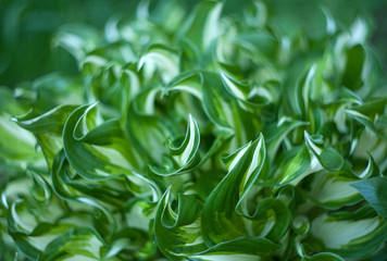 Beautiful twisted leaves with scouring, background
