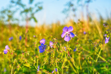 Sommerwiese mit blauen Blumen