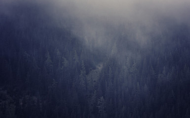 green forest on the hills covered with rainy clouds