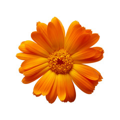 Pot Marigold - Calendula officinalis