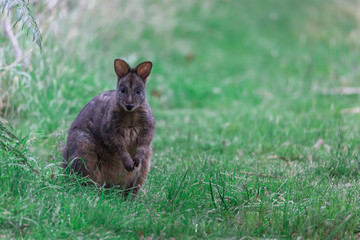 Curious wallaby looking forward in lush green grass 