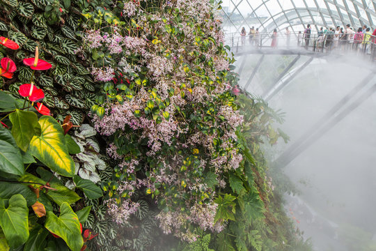 Singapour tropical garden