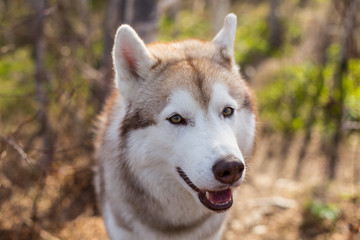 Obraz premium Close-up portrait of cute dog breed siberian husky in the forest on a sunny day. Image of friendly dog looks like a wolf