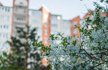 Spring white flowers on a branch