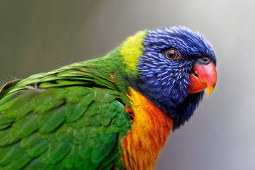 Loriquet arc-en-ciel