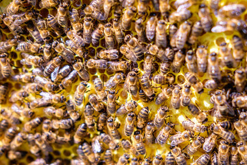 swarm of bees community on a frame with honey.