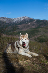 Portrait of serious prideful beige and white Siberian Husky dog lying on the top of the hill in the forest on blue sky and mountains background.