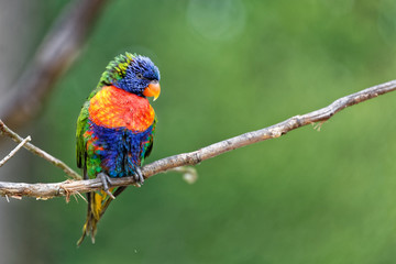 Loriquet arc-en-ciel