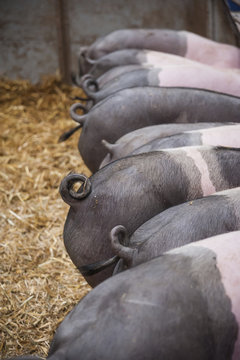 Germany , Pigs in pigsty, rear view