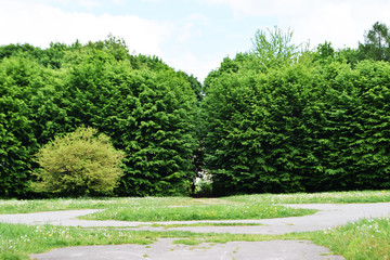 green summer park Ukraine